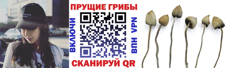 купить закладку  Железногорск-Илимский  Псилоцибиновые грибы Cubensis 